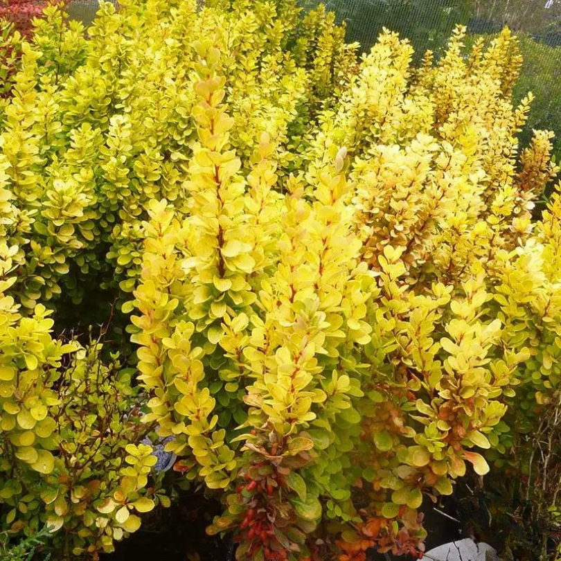 Dracila Galbena, Berberis Thunbergii Golden Torch
