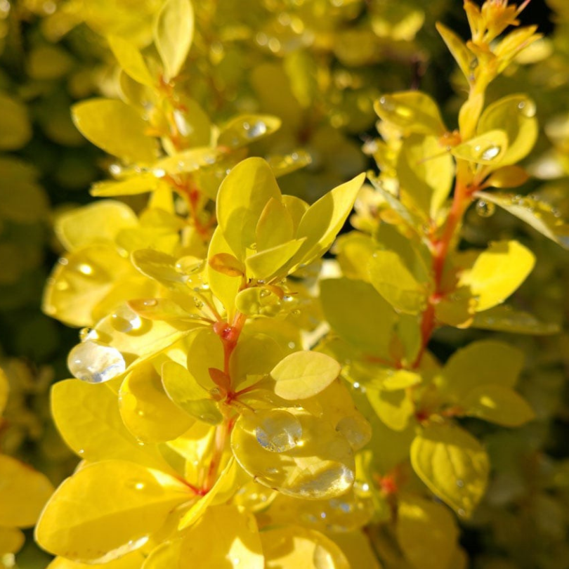 Dracila Galbena, Berberis Thunbergii Golden Torch