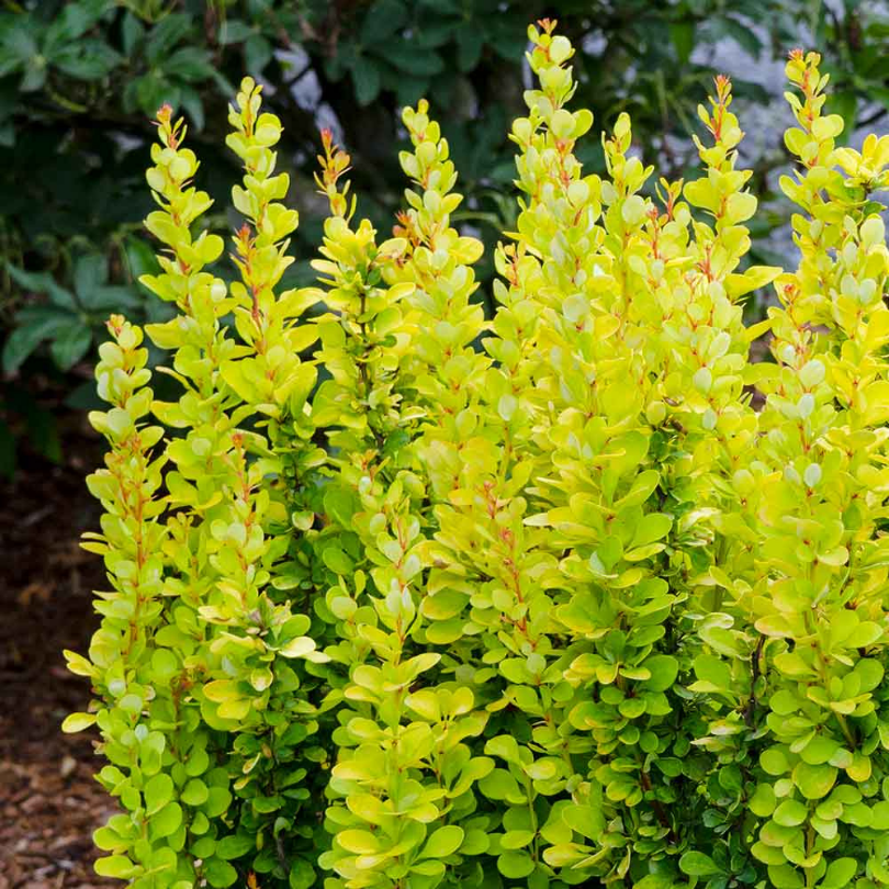 Dracila Golden Pillar, Berberis Thunbergii