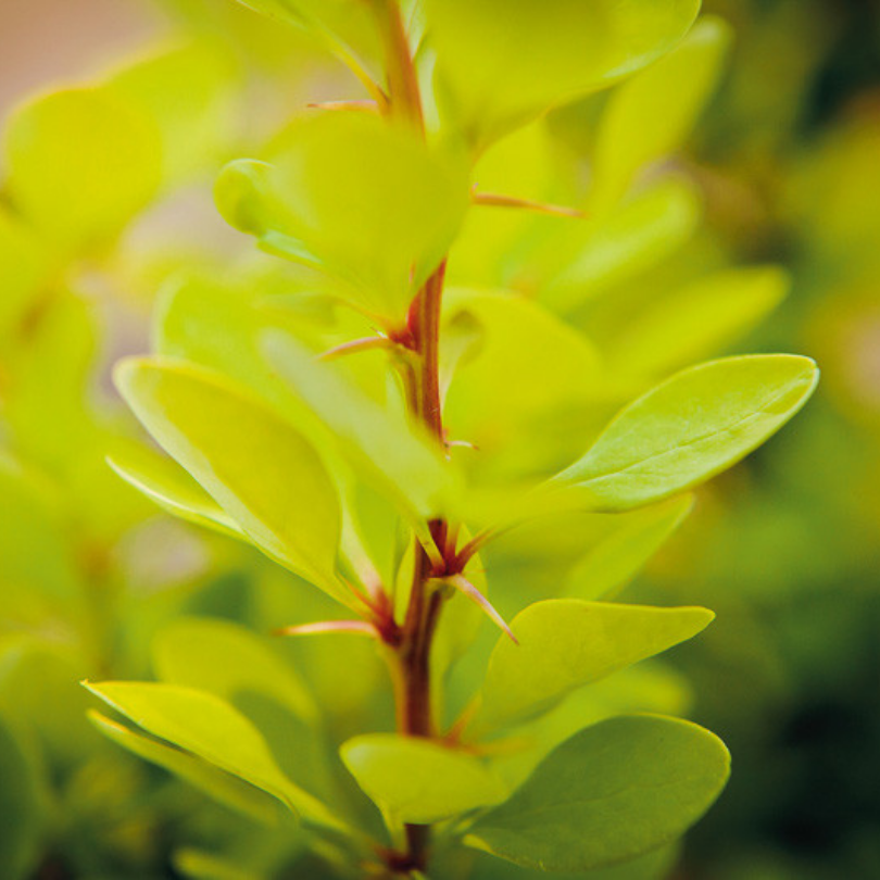 Dracila Golden Pillar, Berberis Thunbergii