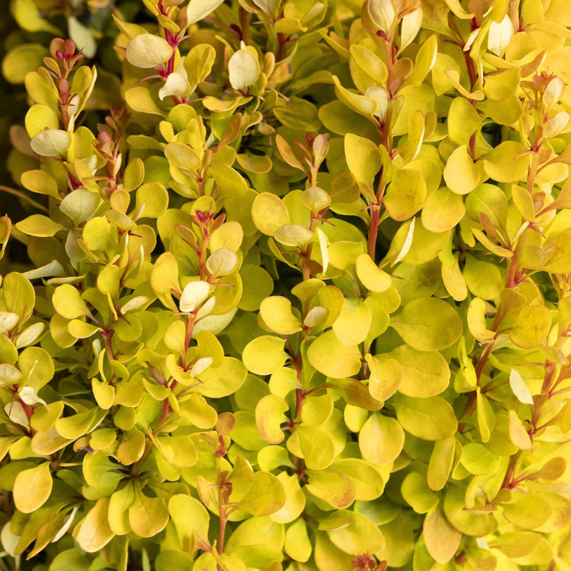 Dracila Golden Rocket, Berberis Thunbergii