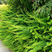 Dracila Green Carpet, Berberis Thunbergii