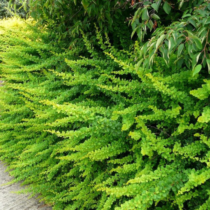 Dracila Green Carpet, Berberis Thunbergii