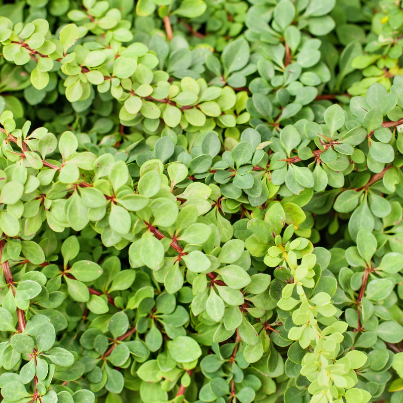 Dracila Green Carpet, Berberis Thunbergii