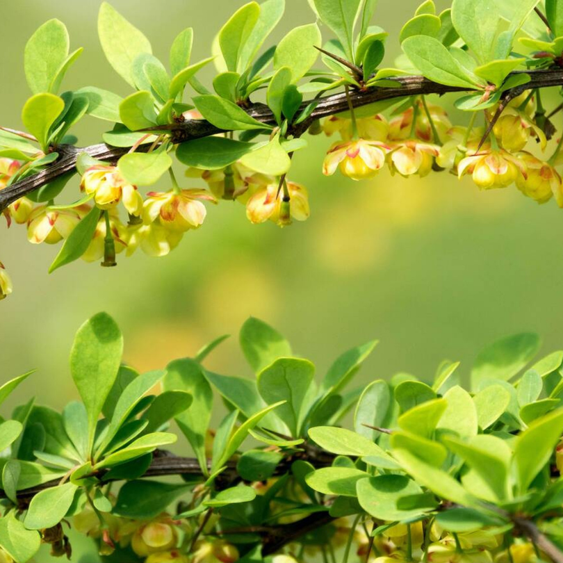 Dracila Green Carpet, Berberis Thunbergii