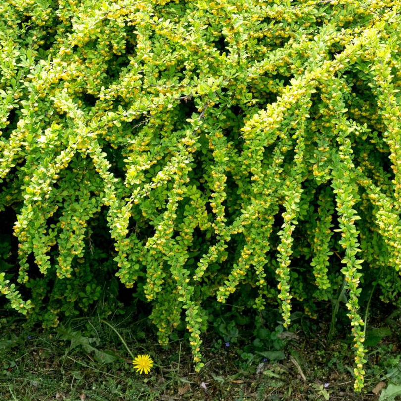 Dracila Green Carpet, Berberis Thunbergii
