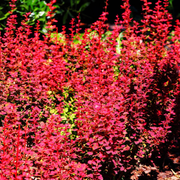 Dracila Orange Sunrise, Berberis Thunbergii