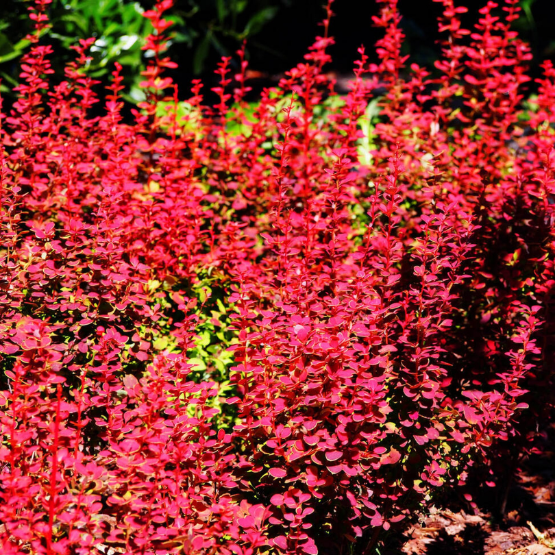 Dracila Orange Sunrise, Berberis Thunbergii