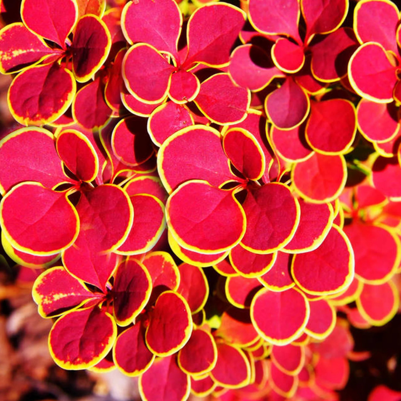 Dracila Orange Sunrise, Berberis Thunbergii
