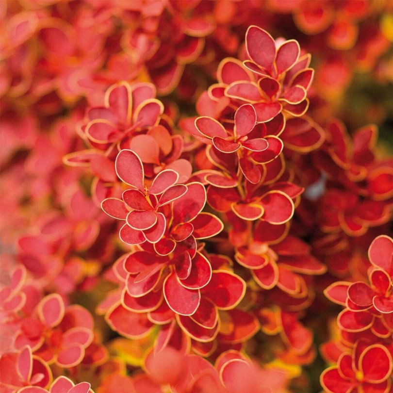 Dracila Orange Sunrise, Berberis Thunbergii