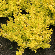 Dracila Pitica Galbena, Berberis Golden Horizon