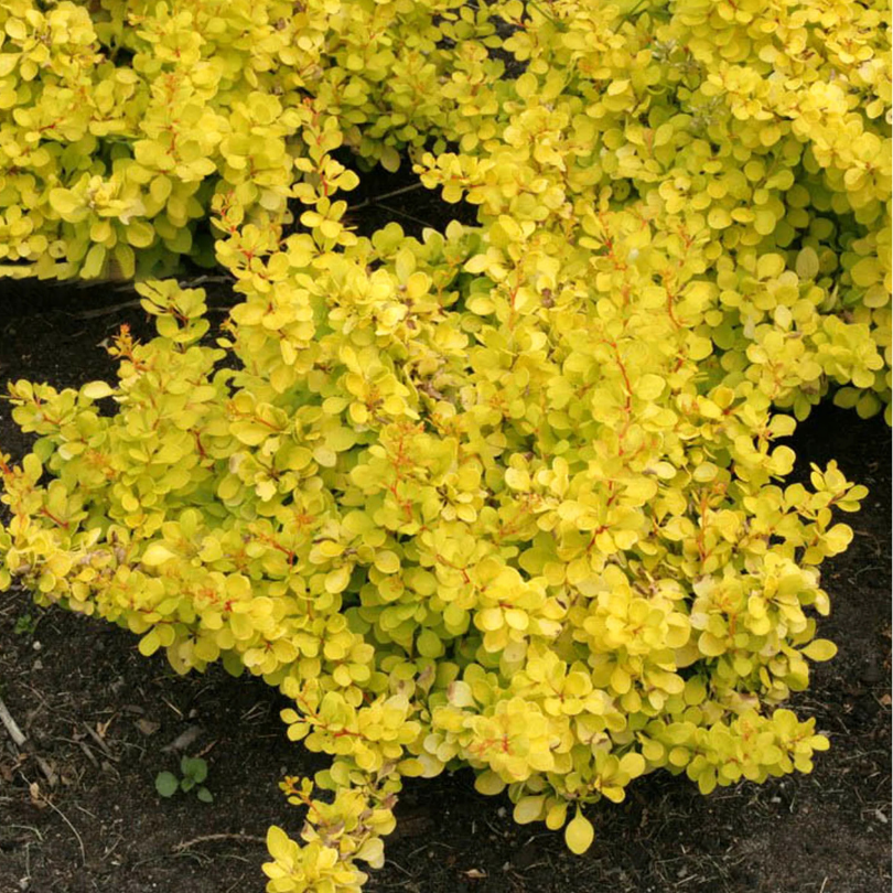 Dracila Pitica Galbena, Berberis Golden Horizon