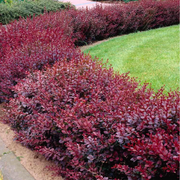 Dracila Red Chief, Berberis Thunbergii