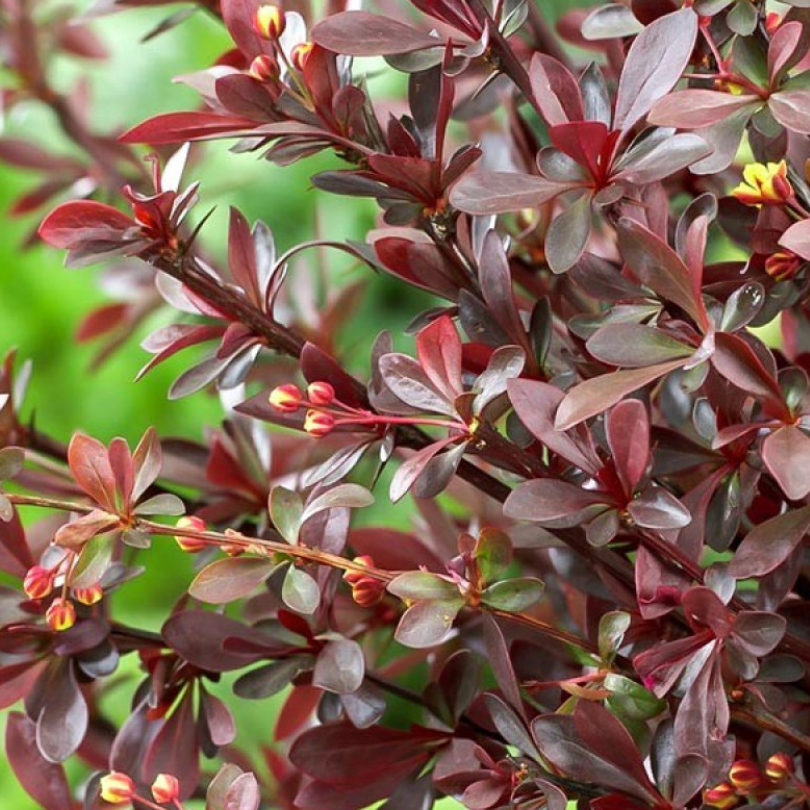 Dracila Red Chief, Berberis Thunbergii