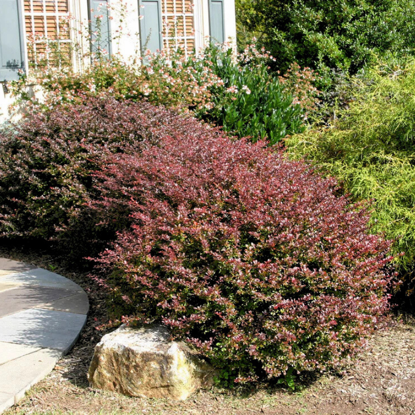 Dracila Red Dream, Berberis Thunbergii