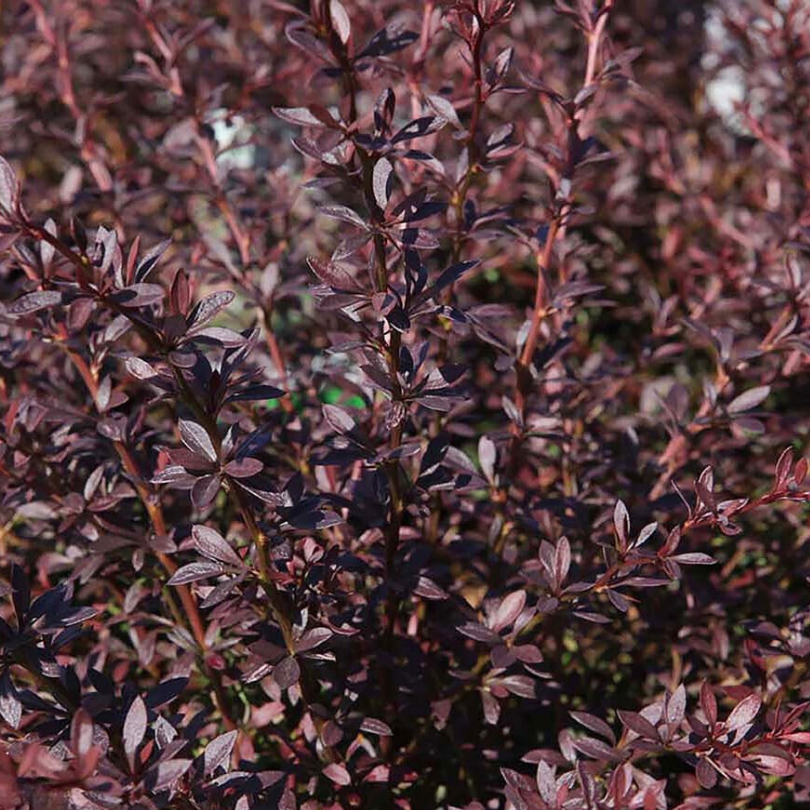 Dracila Red Dream, Berberis Thunbergii