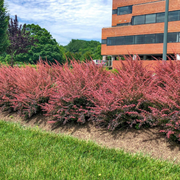 Dracila Rose Glow, Berberis Thunbergii