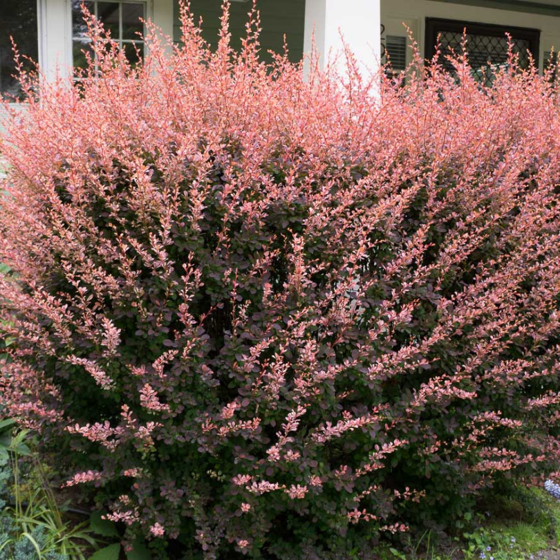 Dracila Rose Glow, Berberis Thunbergii