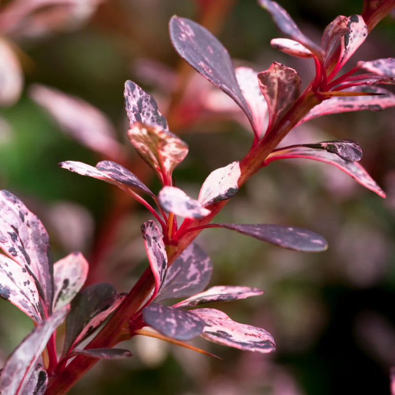 Dracila Rose Glow, Berberis Thunbergii