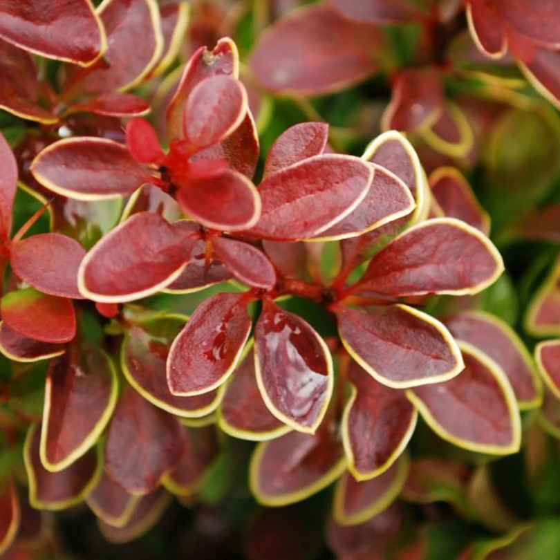 Dracila Golden Ring, Berberis Thunbergii Golden Ring