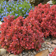 Dracila Ruby Star, Berberis Thunbergii Ruby Star