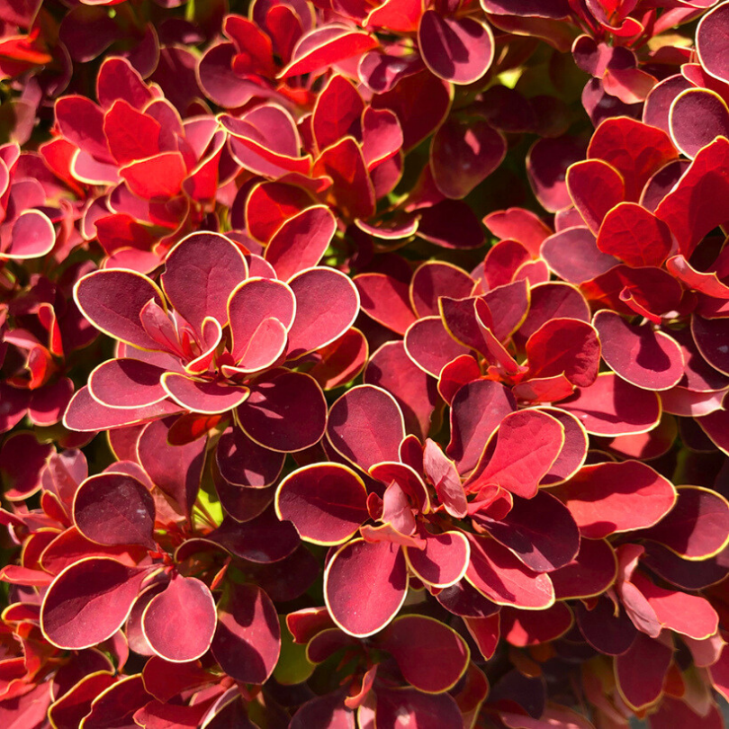 Dracila Ruby Star, Berberis Thunbergii Ruby Star