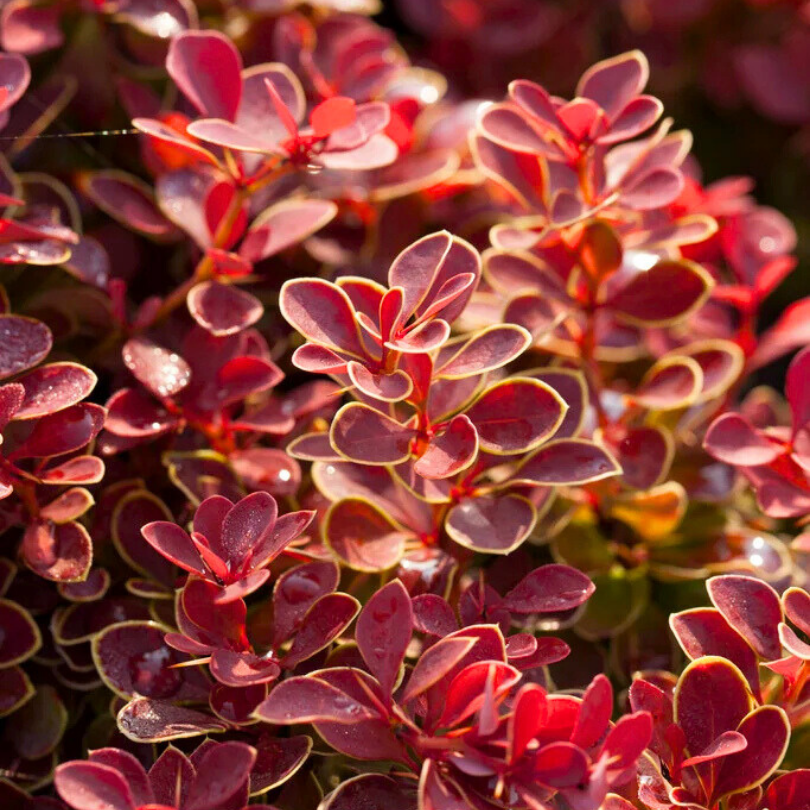 Dracila Ruby Star, Berberis Thunbergii Ruby Star