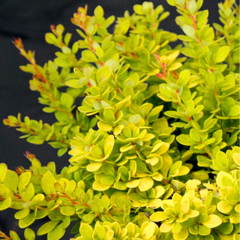 Dracila Sunsation, Berberis Thunbergii