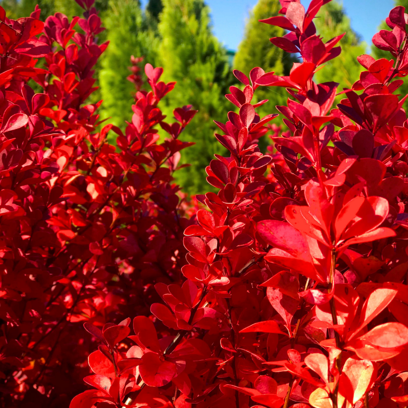 Dracila Vulcano, Berberis Thunbergii