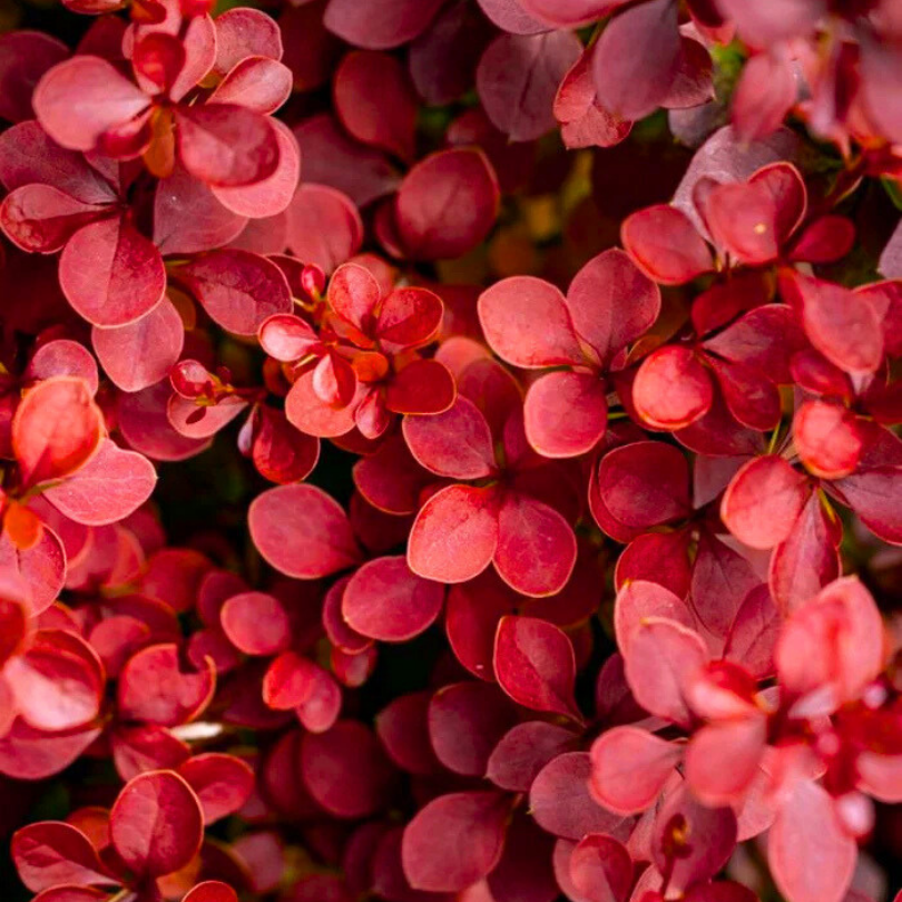 Dracila Vulcano, Berberis Thunbergii