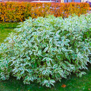 Corn Variegat, Cornus Alba Argenteomarginata