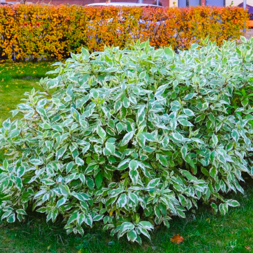 Corn Variegat, Cornus Alba Argenteomarginata