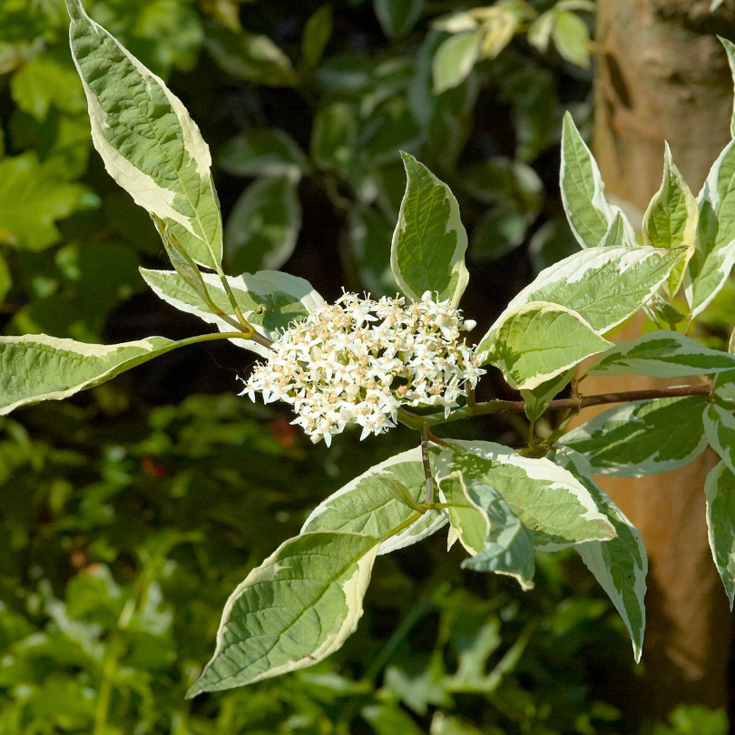 Corn, Cornus Alba