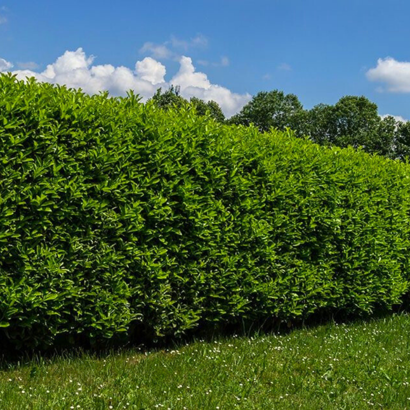 Corn, Cornus Alba Sibirica