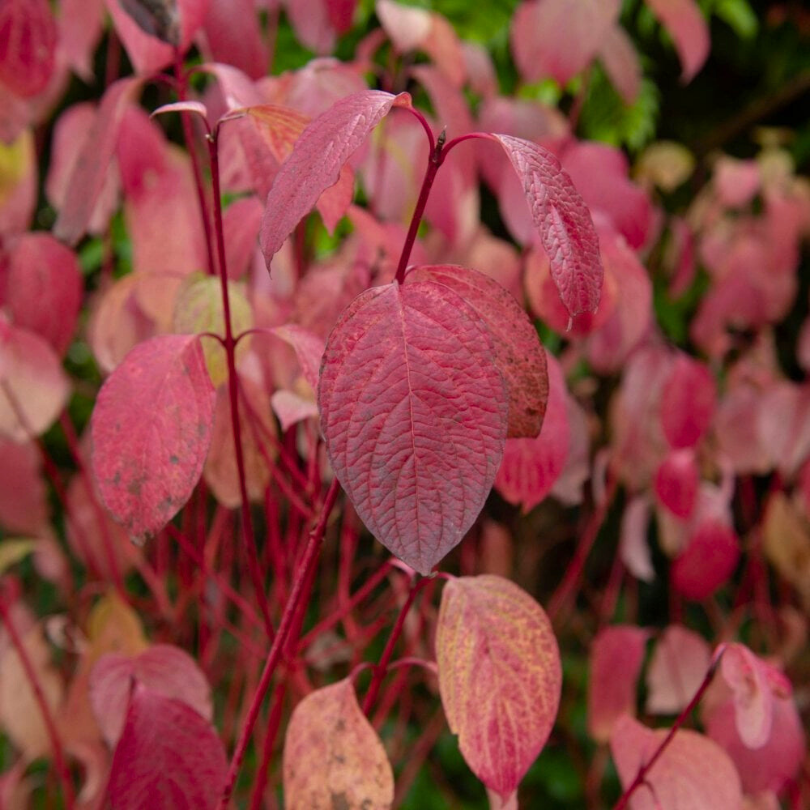 Corn, Cornus Alba Sibirica