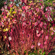 Corn, Cornus Alba Sibirica