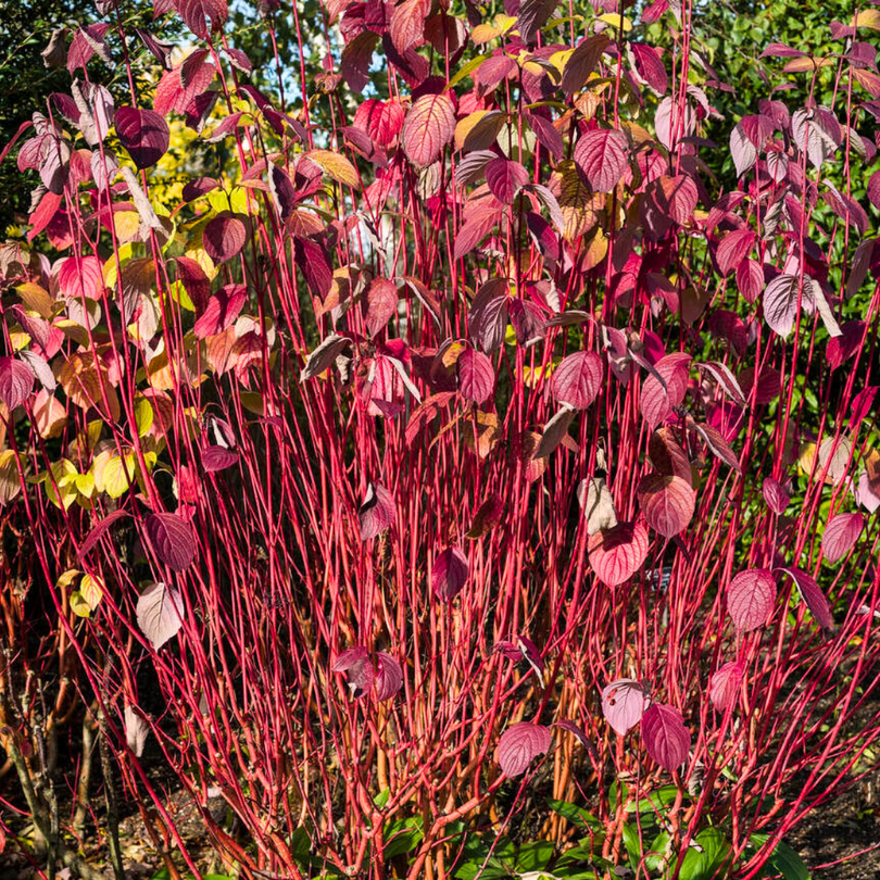 Corn, Cornus Alba Sibirica