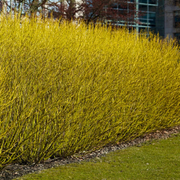 Corn Galben, Cornus Stolonifera