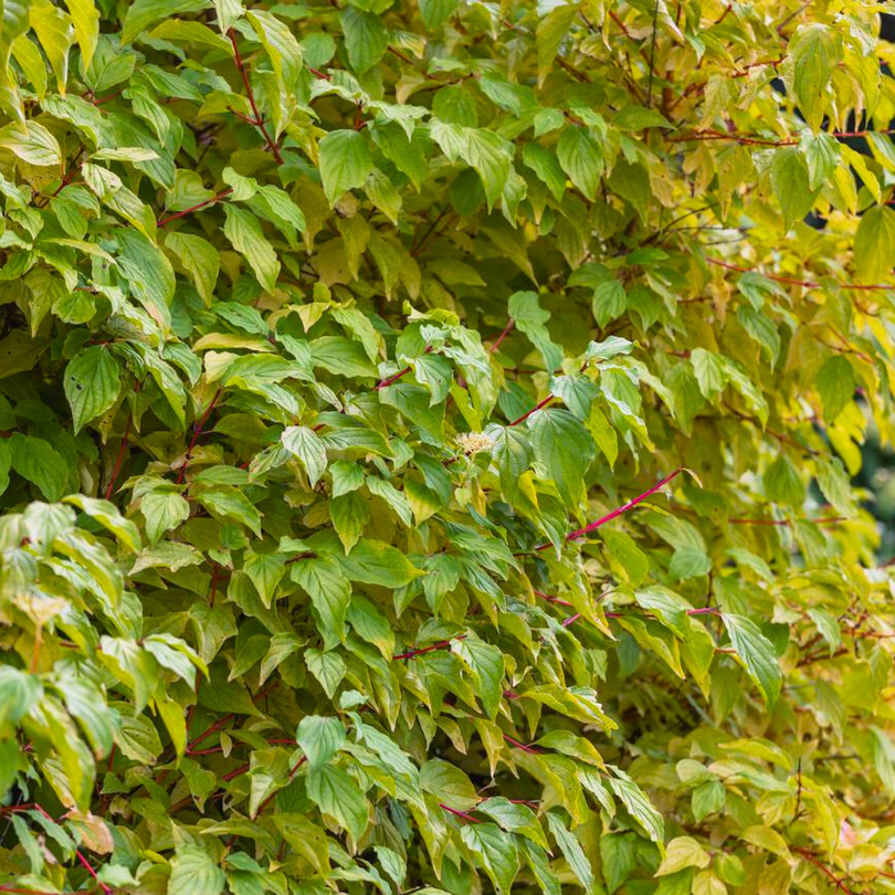 Corn Galben, Cornus Stolonifera