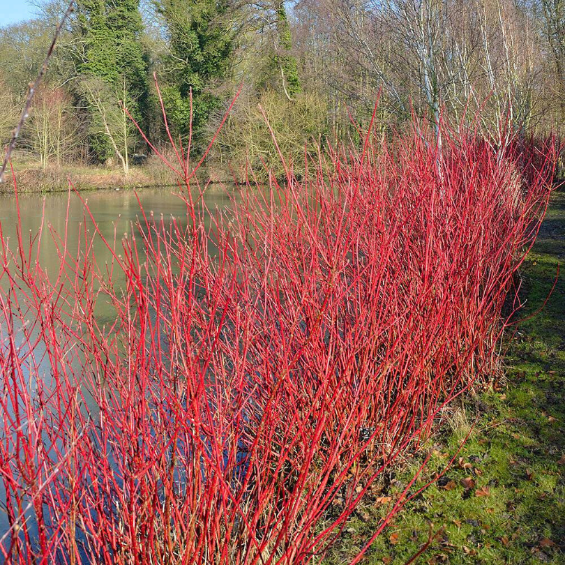 Corn Rosu, Cornus Sanguinea