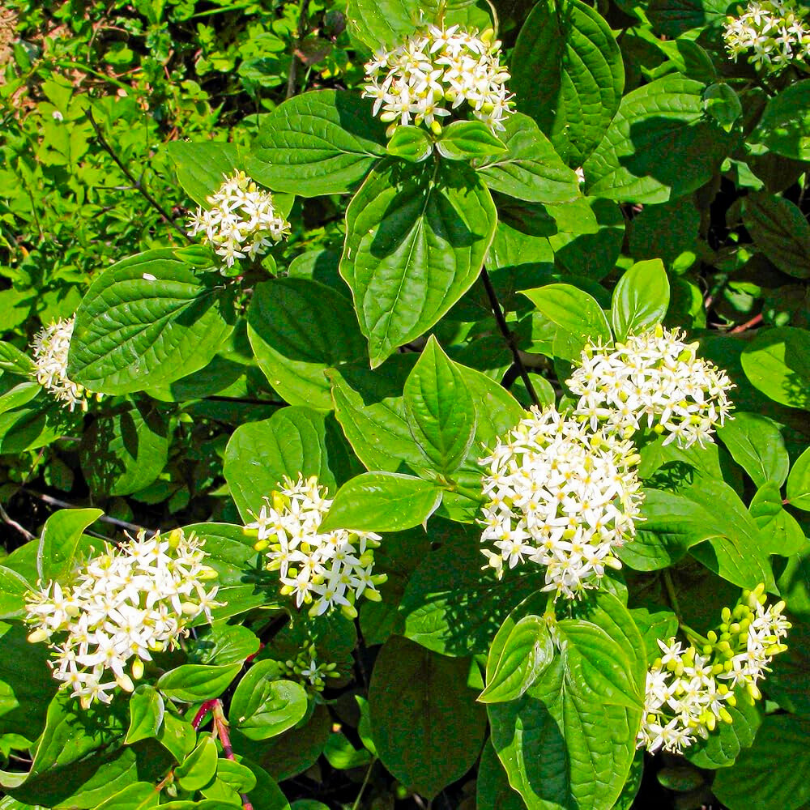 Corn Rosu, Cornus Sanguinea