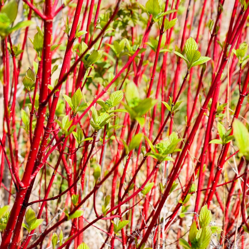 Corn Rosu, Cornus Sanguinea