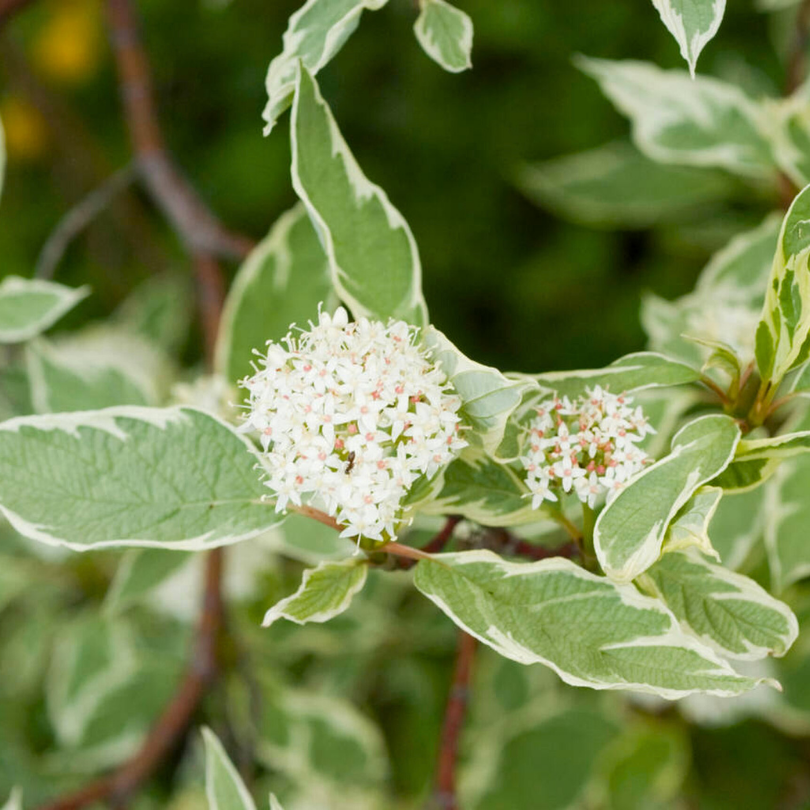 Corn Variegat, Cornus Alba Argenteomarginata