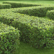 Cotoneaster, Cotoneaster Lucidus