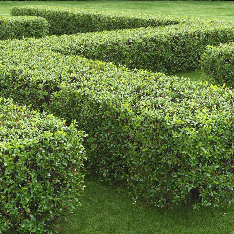 Cotoneaster, Cotoneaster Lucidus