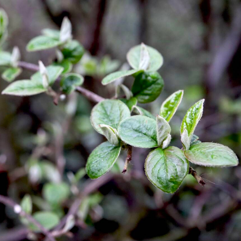 Cotoneaster, Cotoneaster Lucidus