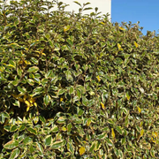 Salcioara Tufa, Elaeagnus Ebbingei Viveleg Royalty