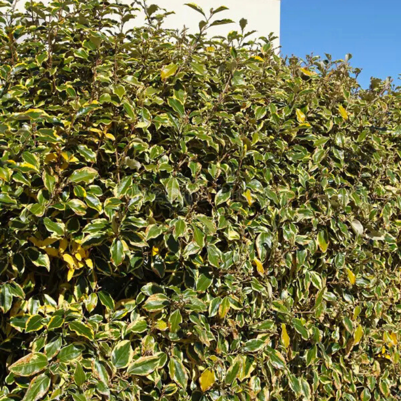 Salcioara Tufa, Elaeagnus Ebbingei Viveleg Royalty