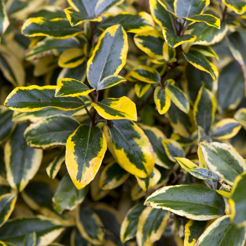 Salcioara Tufa, Elaeagnus Ebbingei Viveleg Royalty