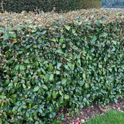 Salcioara, Elaeagnus Ebbingei